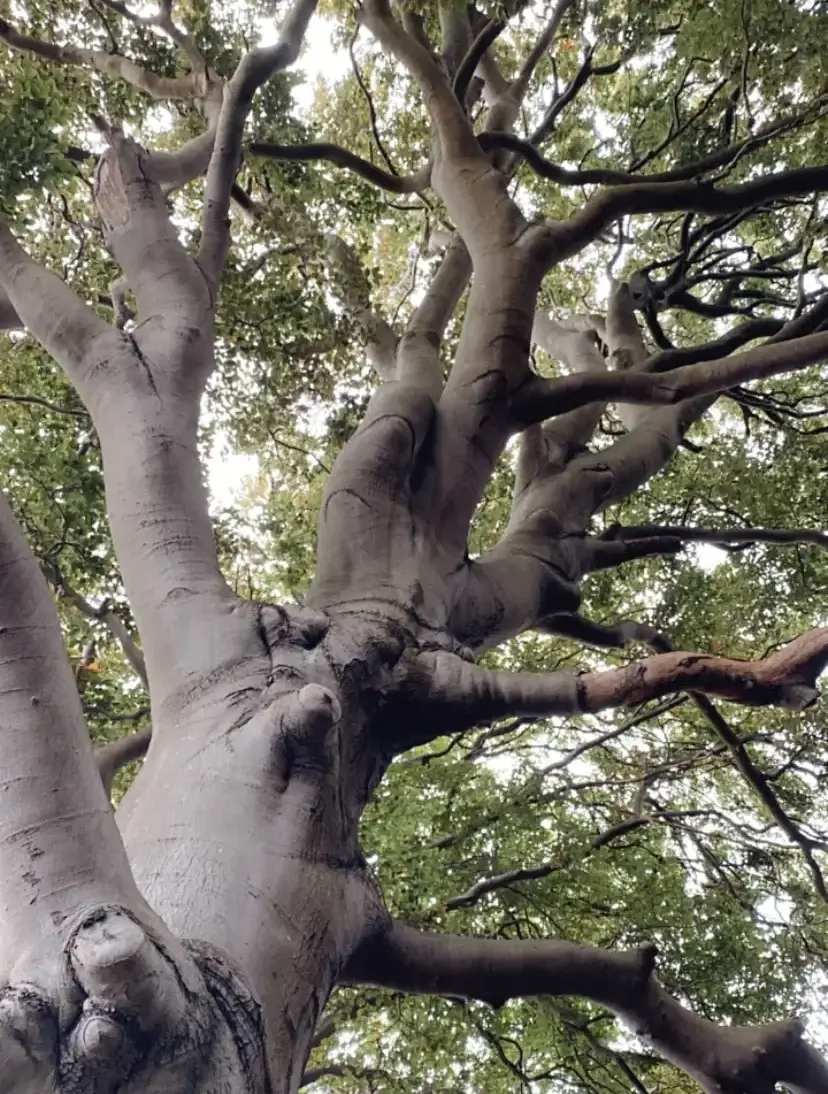 School Ziel Spiritueel Business Coach Coaching Healer heling Bewustzijn meditatie haarlem